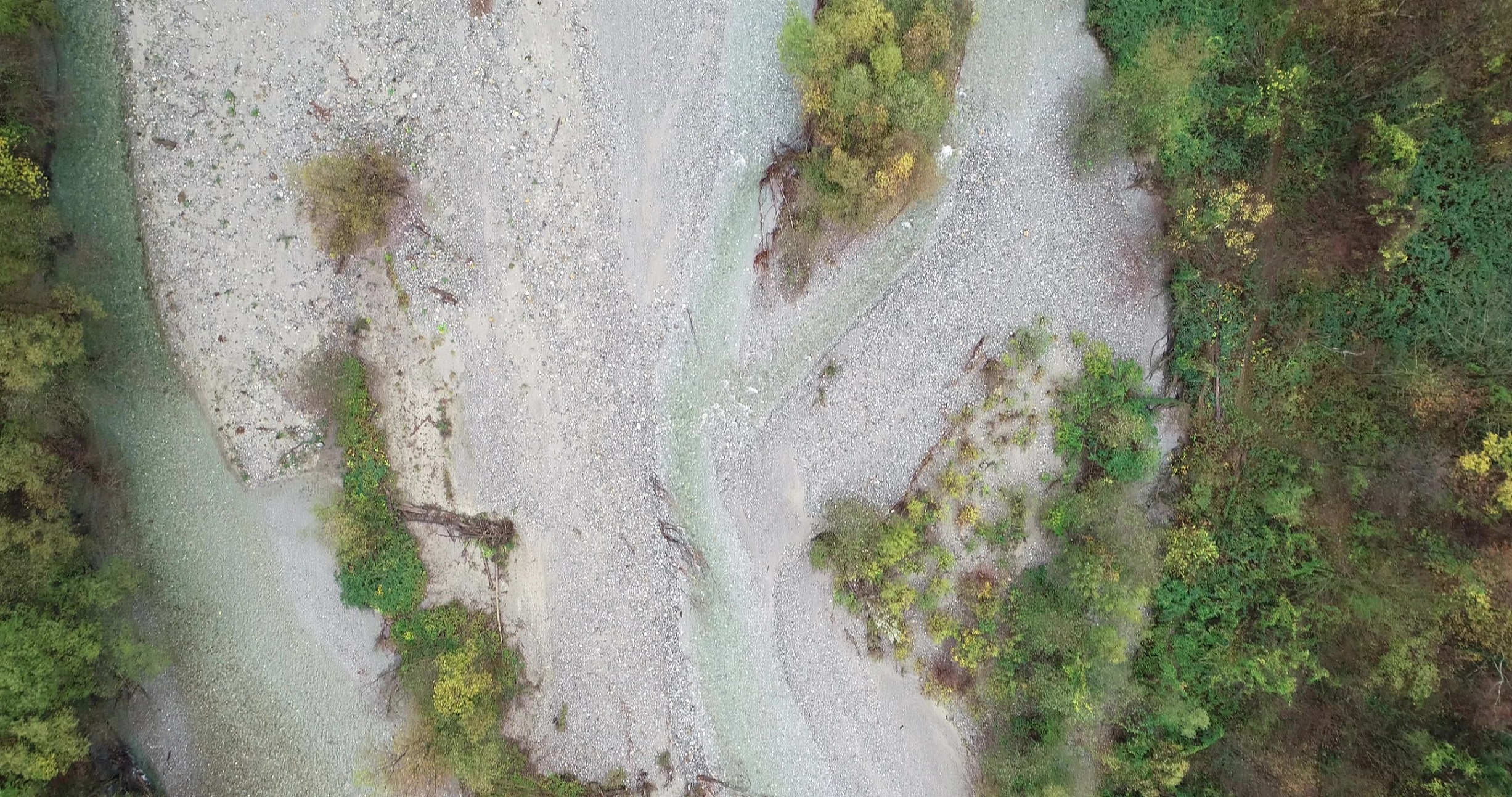 Deposition of organic materials and wood on an alpine river floodplain, Moesa river, Switzerland